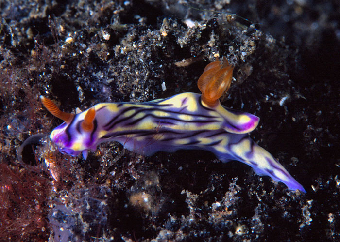 Hypselodoris nigrostriata